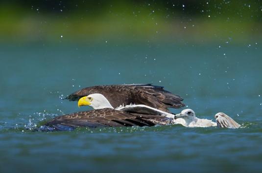 swim eagle